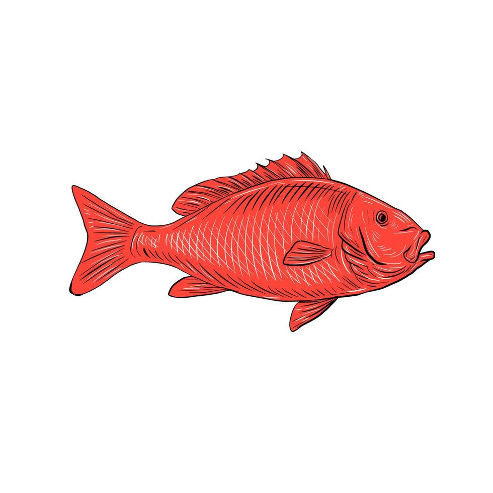 Australasian Snapper Swimming Drawing vector