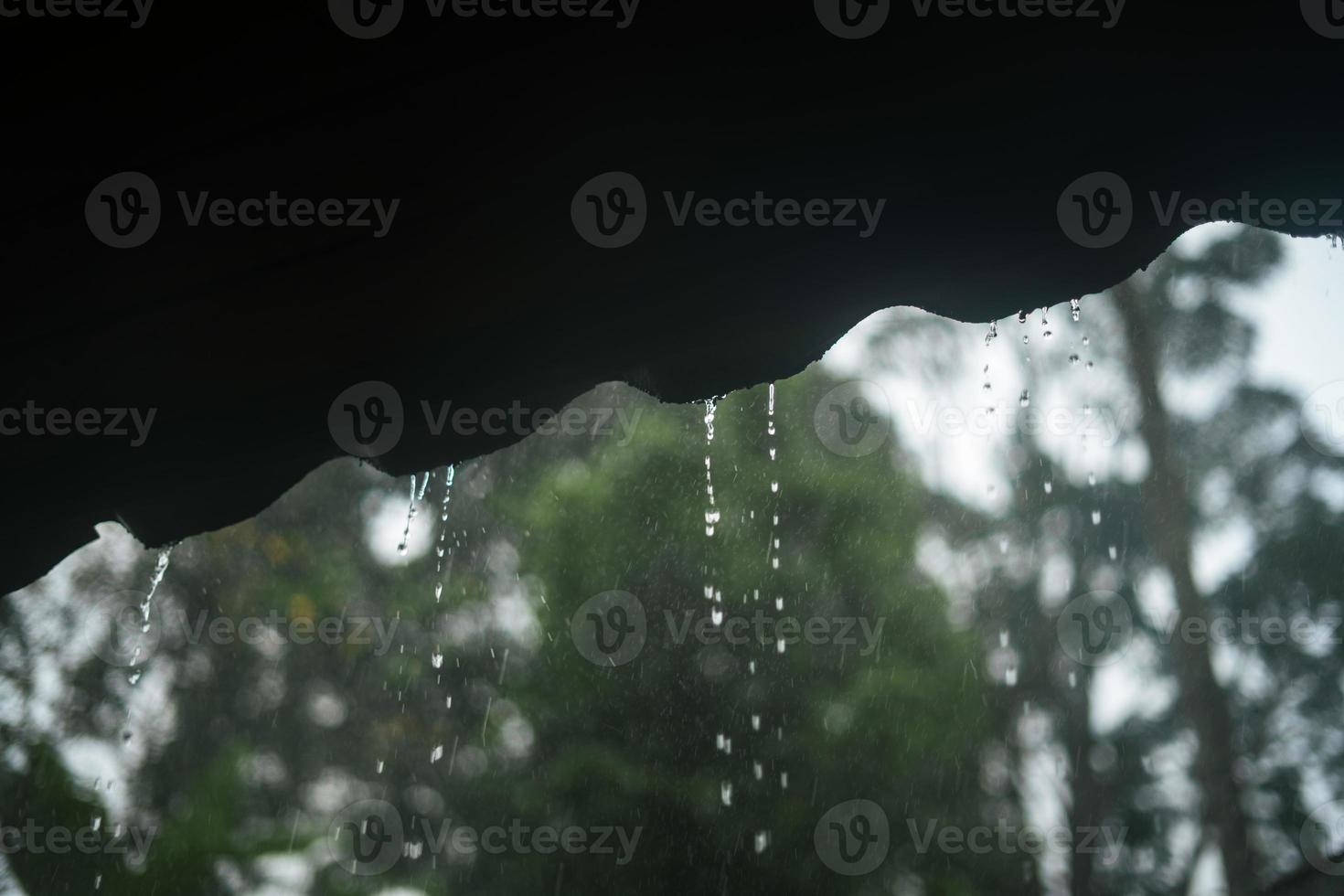 rain and leaves,water droplets on rainy day photo