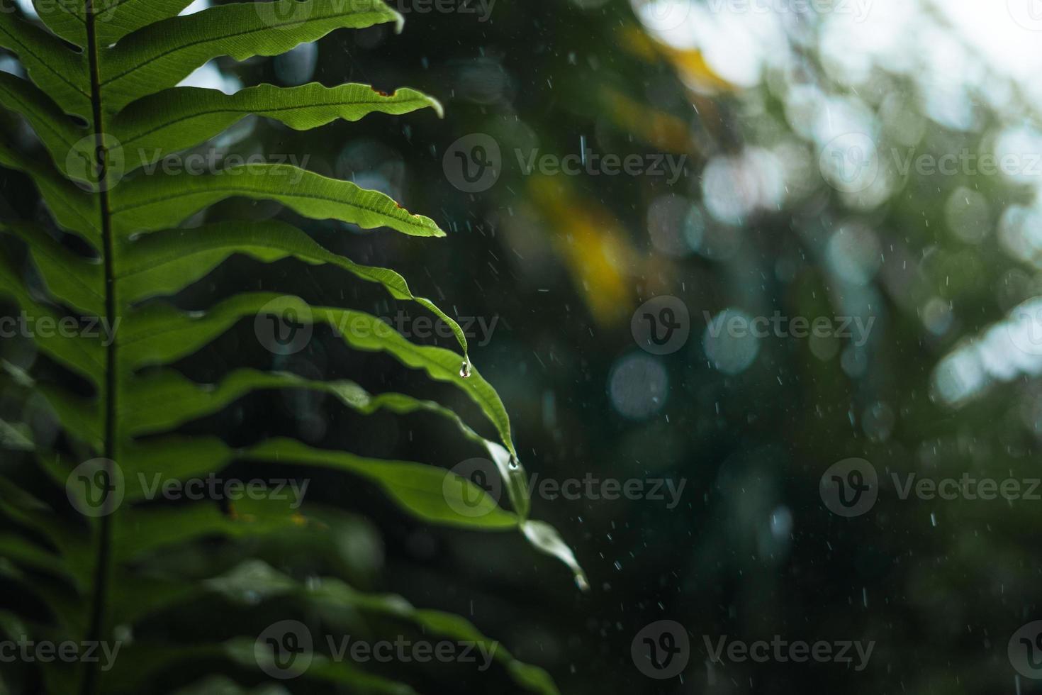 rain and leaves,water droplets on rainy day photo