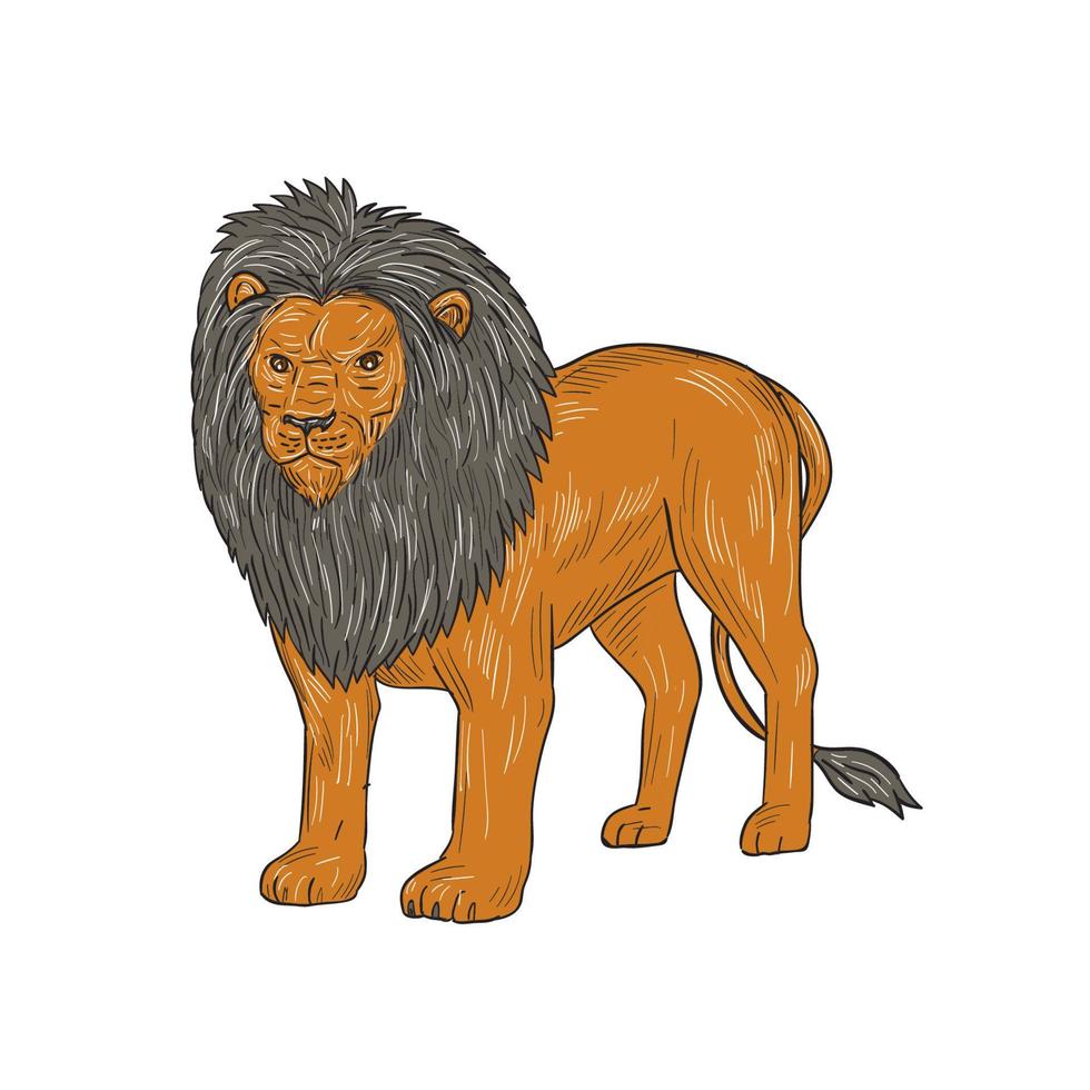 Lion Hunting Surveying Prey Drawing vector