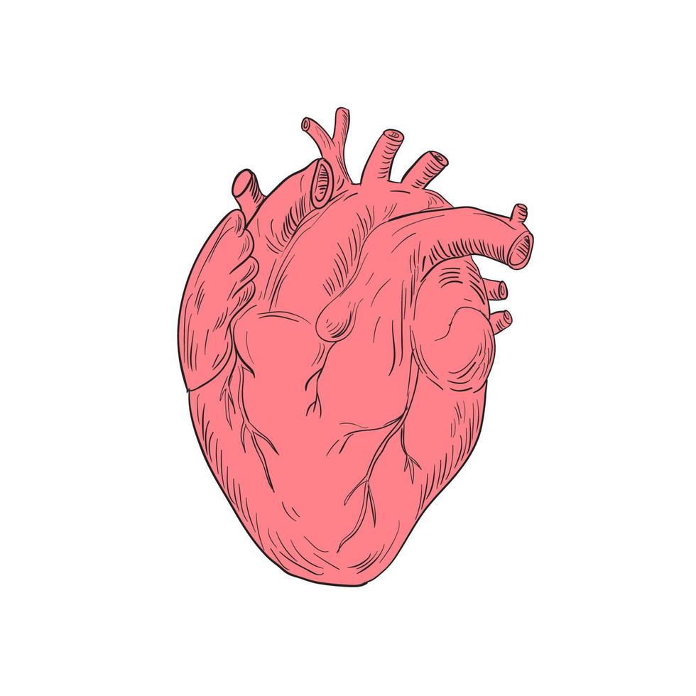 dibujo de anatomia del corazon humano vector