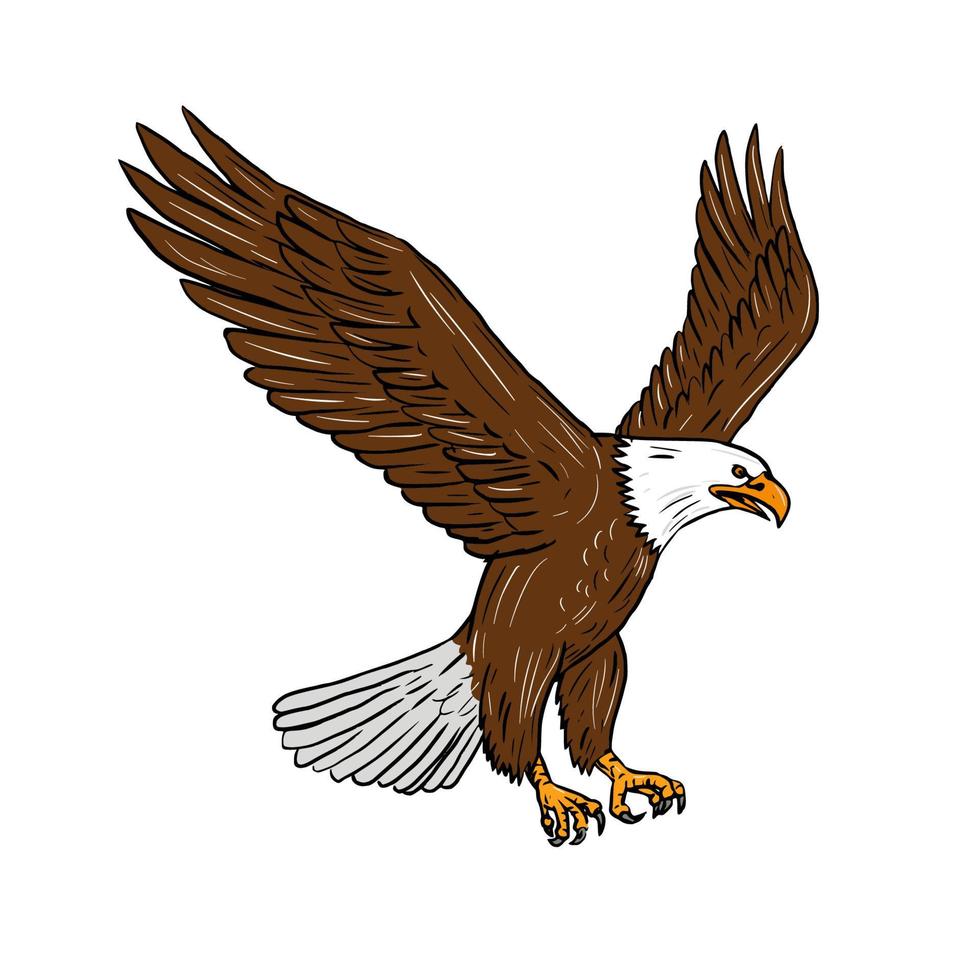 Bald Eagle Flying Drawing vector