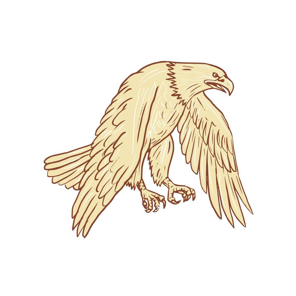 Bald Eagle Flying Wings Down Drawing vector