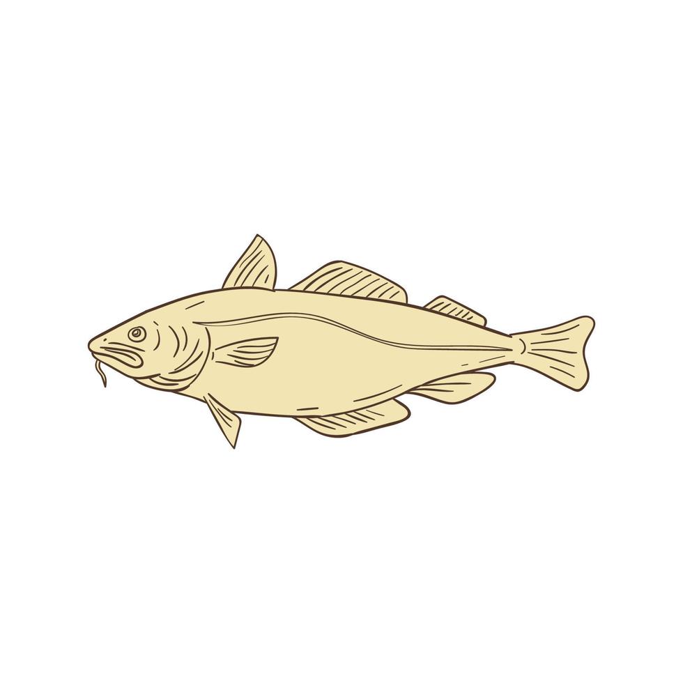 Atlantic Cod Fish Drawing vector