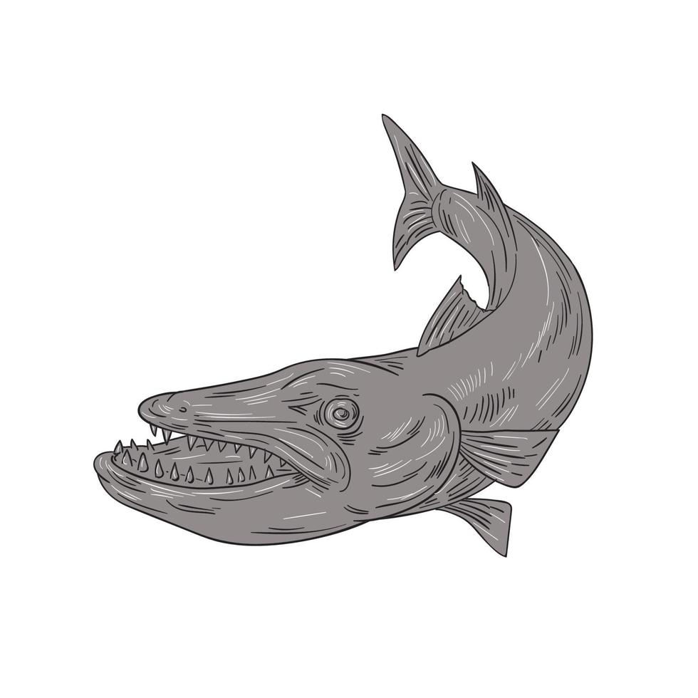 Barracuda Swimming Down Drawing vector