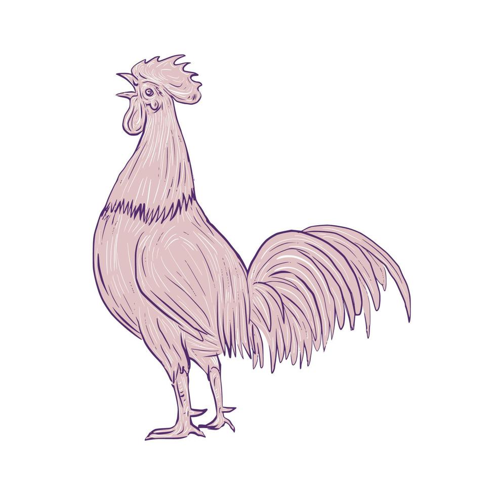 Chicken Rooster Crowing Side Drawing vector