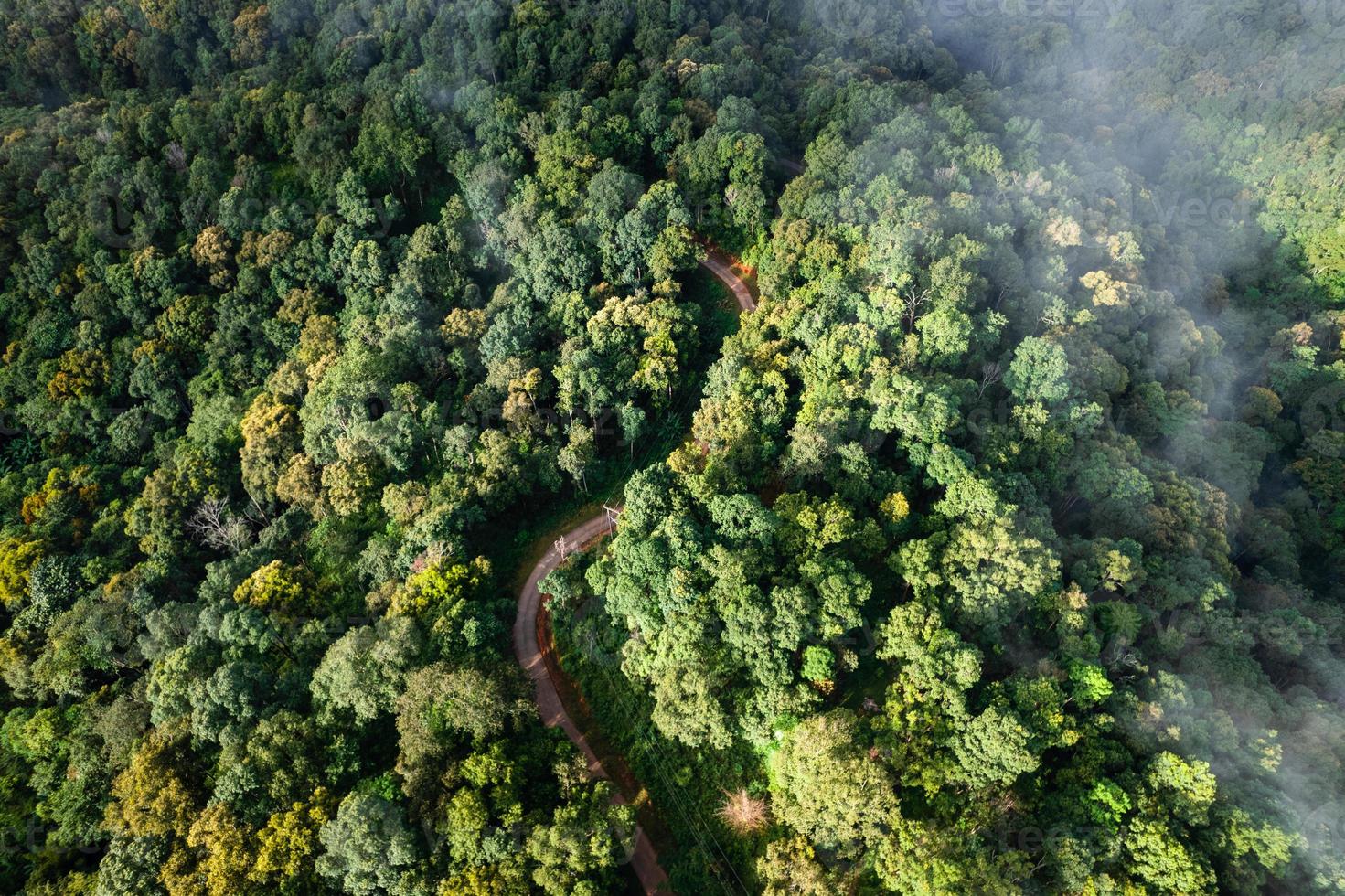 Aerial view road through green forest photo