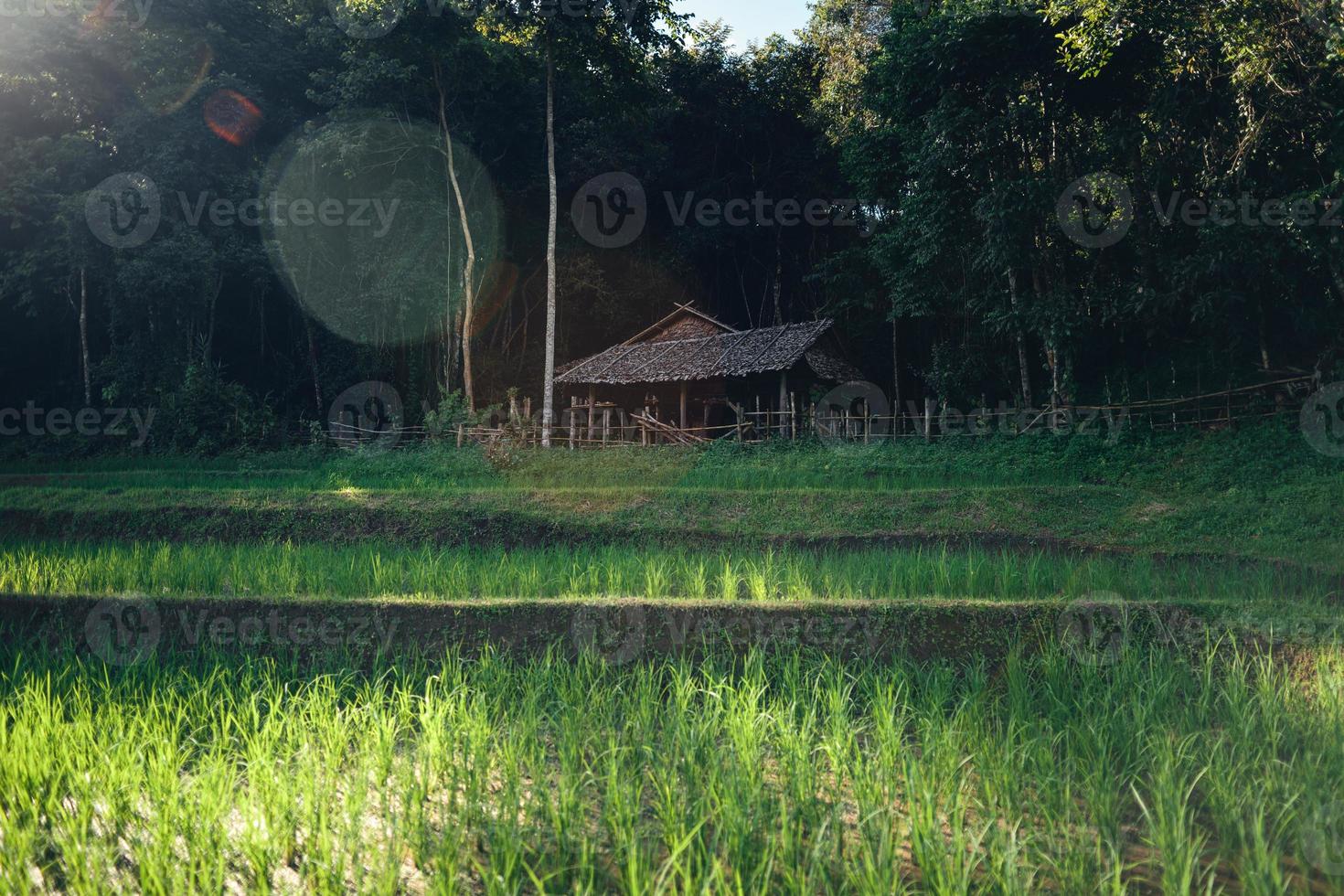Green rice fild with evening light photo