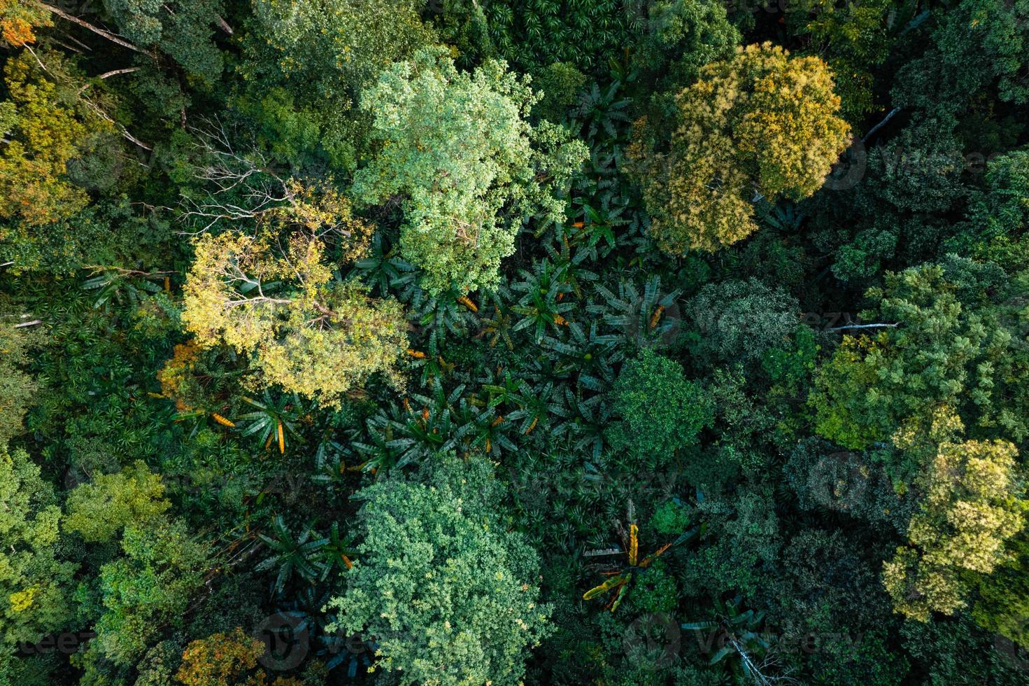 Aerial view road through green forest photo