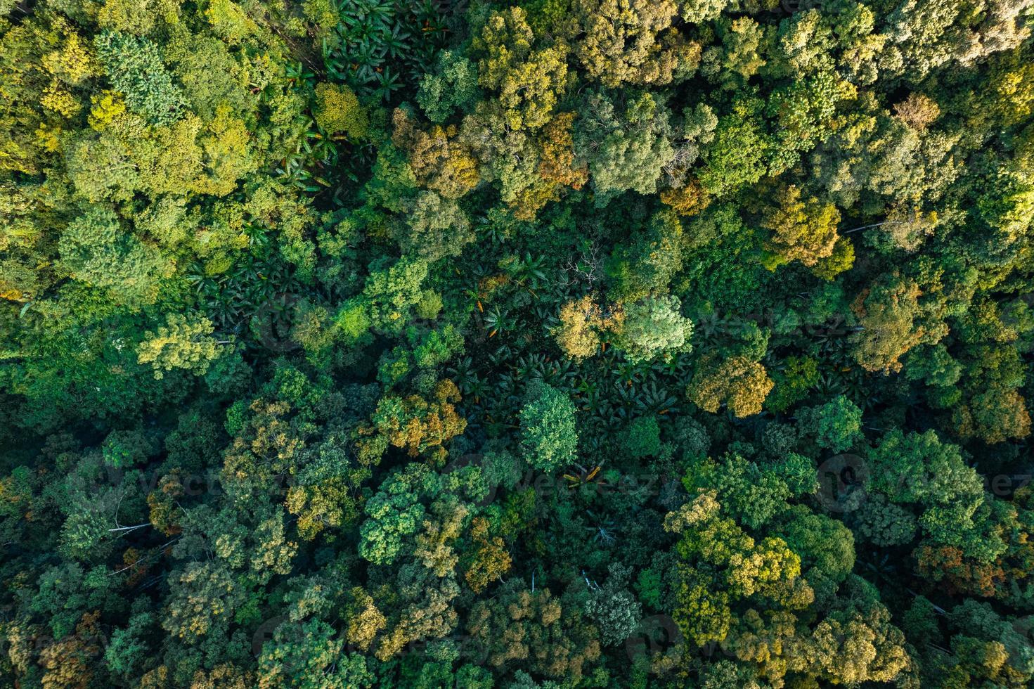 Aerial view road through green forest photo