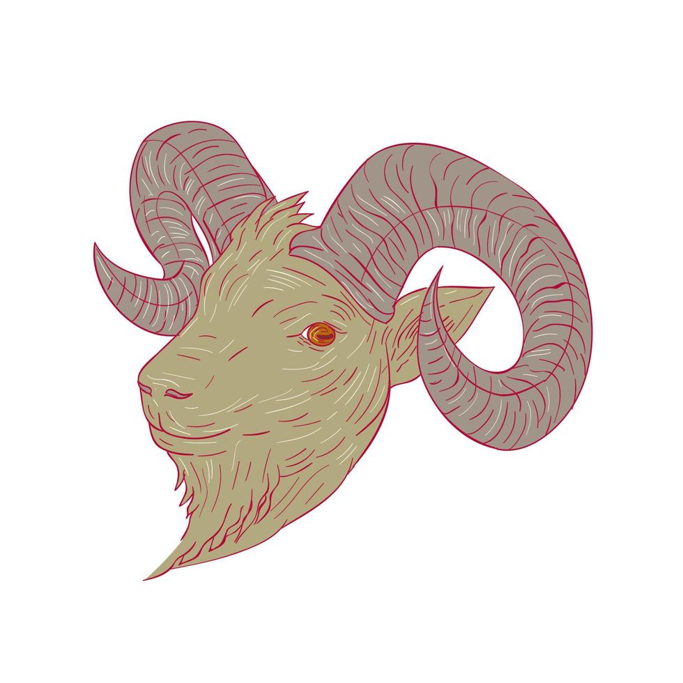 dibujo de cabeza de carnero de cabra montés vector