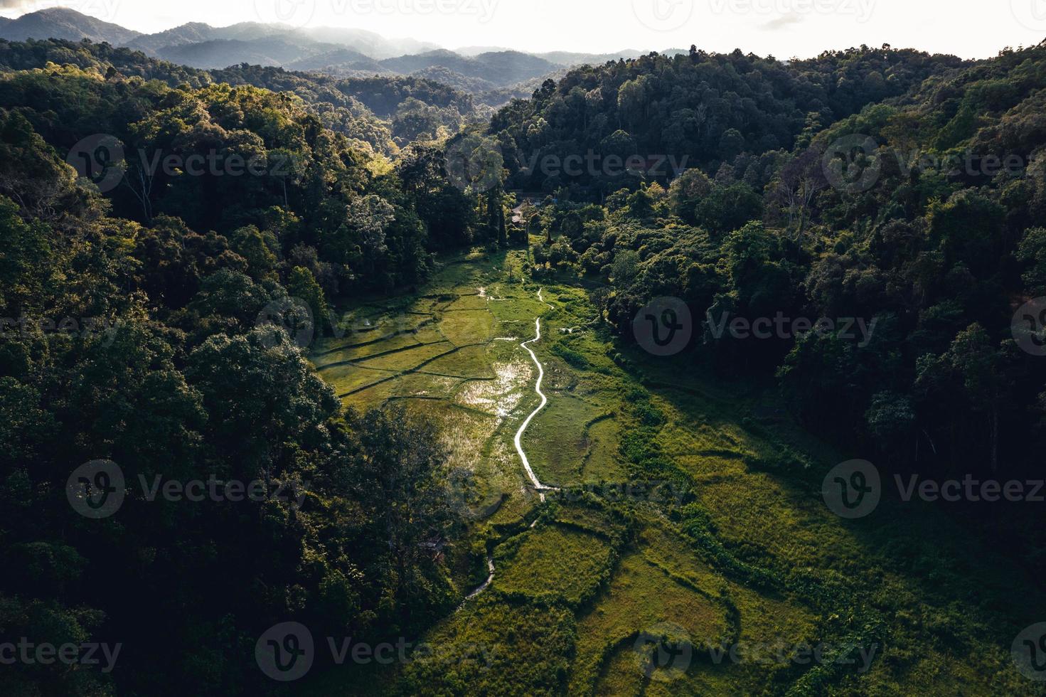 Moody campo de arroz verde con forma de luz del atardecer abobe foto