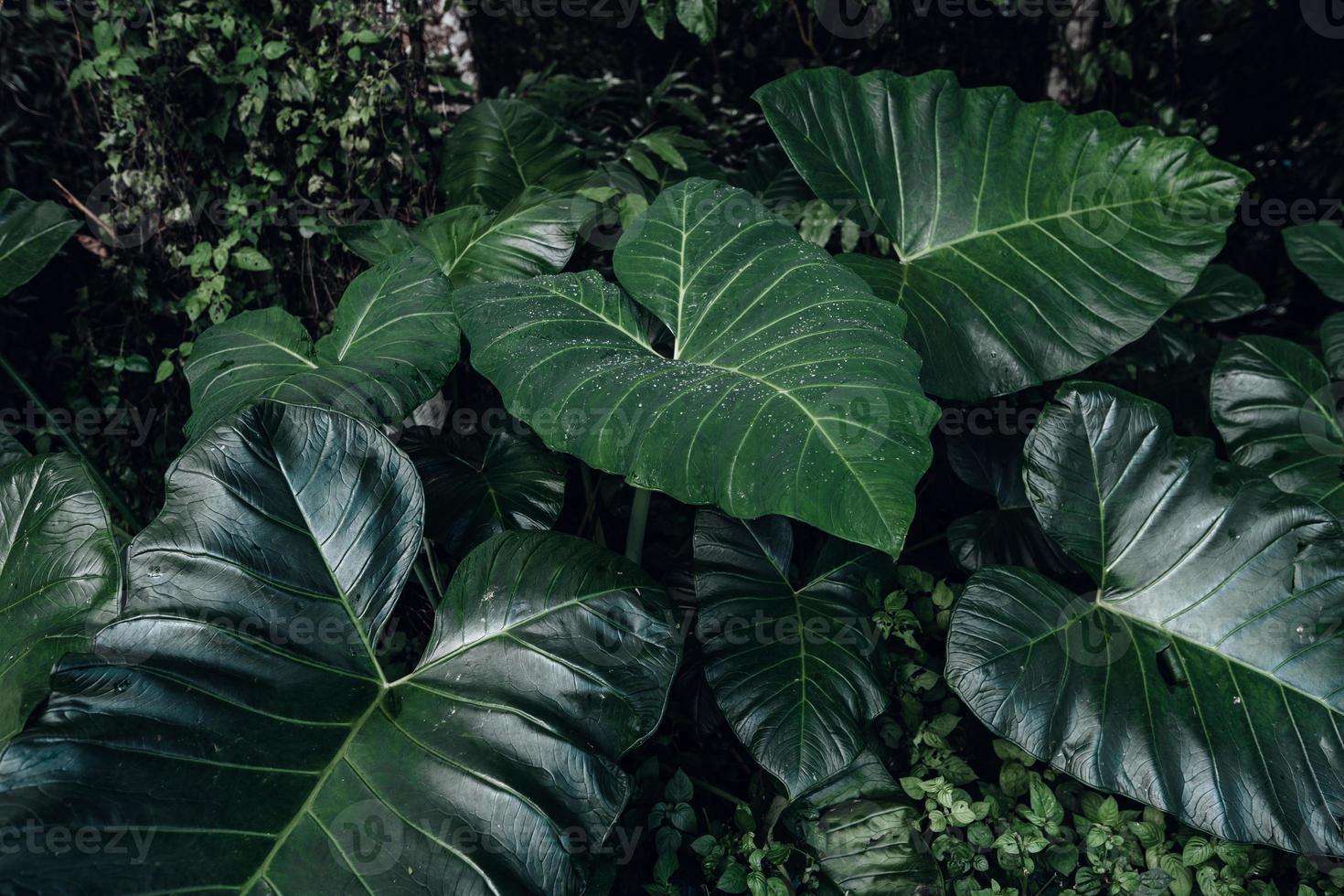 Green leaf  background,tropical leaf photo