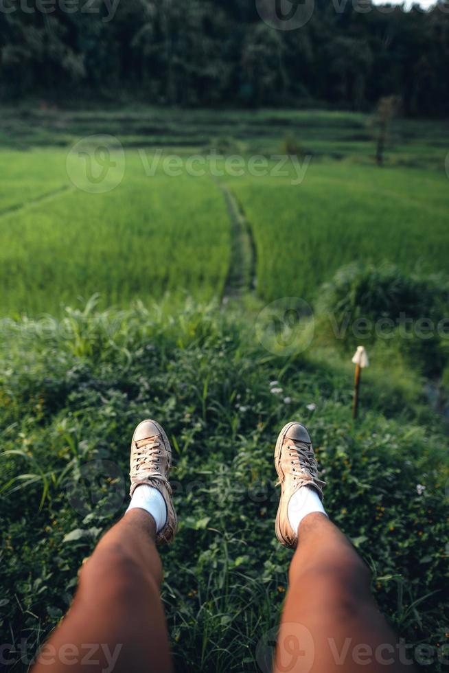 campo de arroz verde con luz del atardecer foto