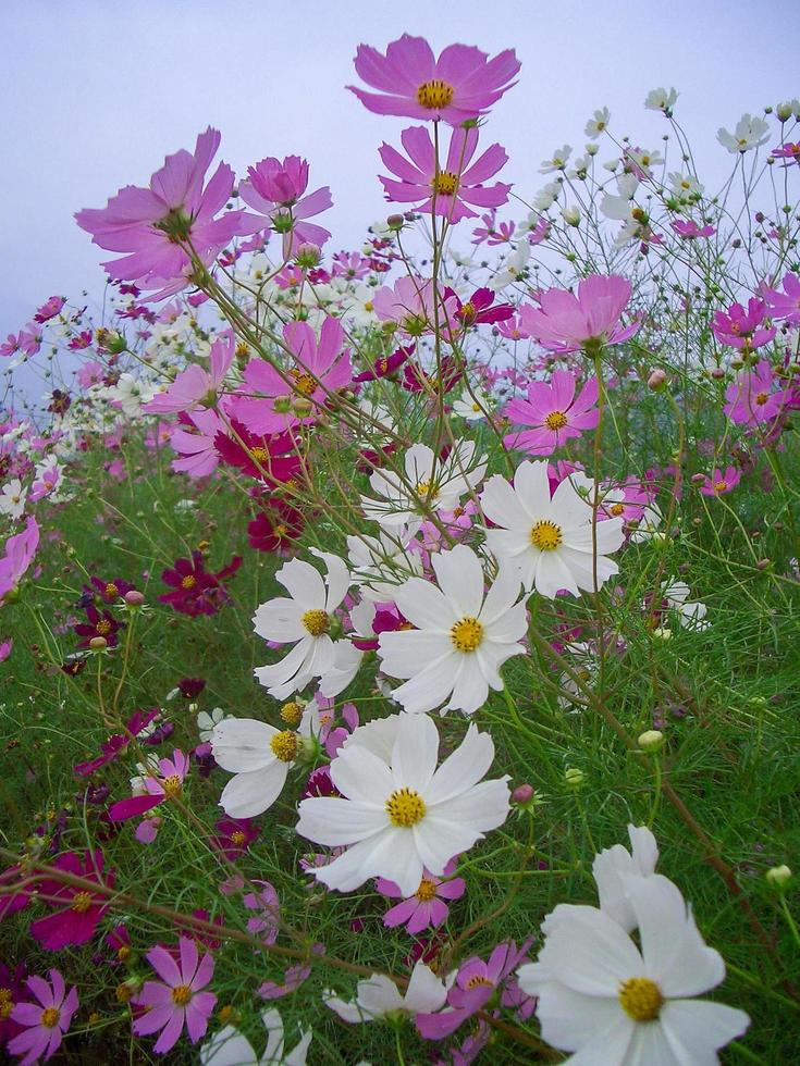 fondo de flor de cosmos de otoño foto