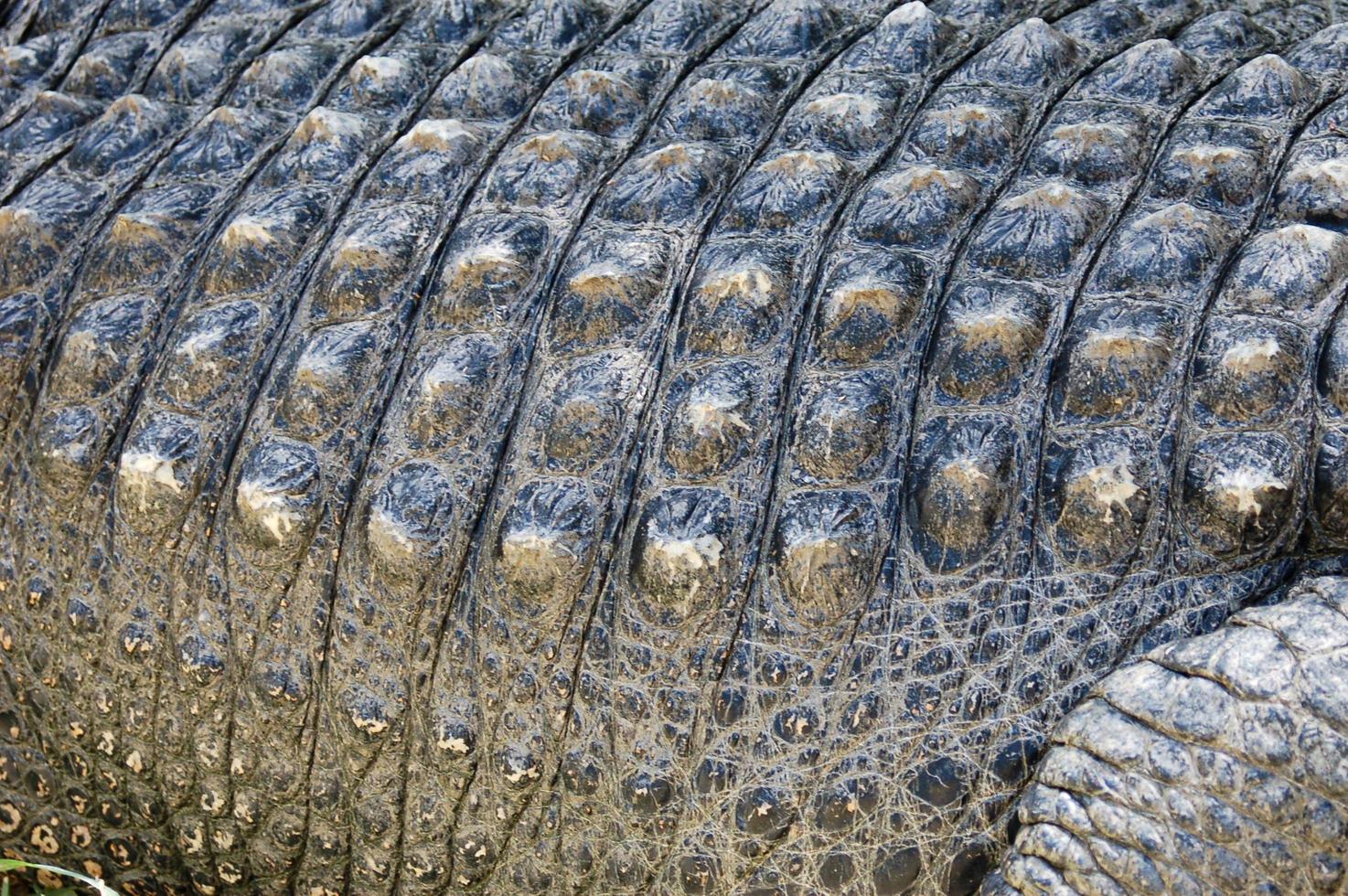 Crocodile Skin Pattern photo
