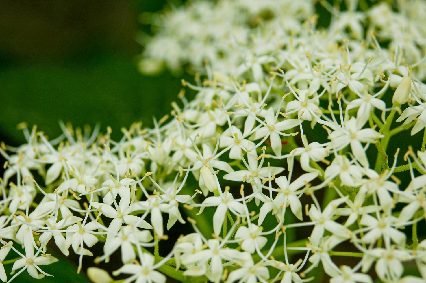 White Jasmine Flowers photo