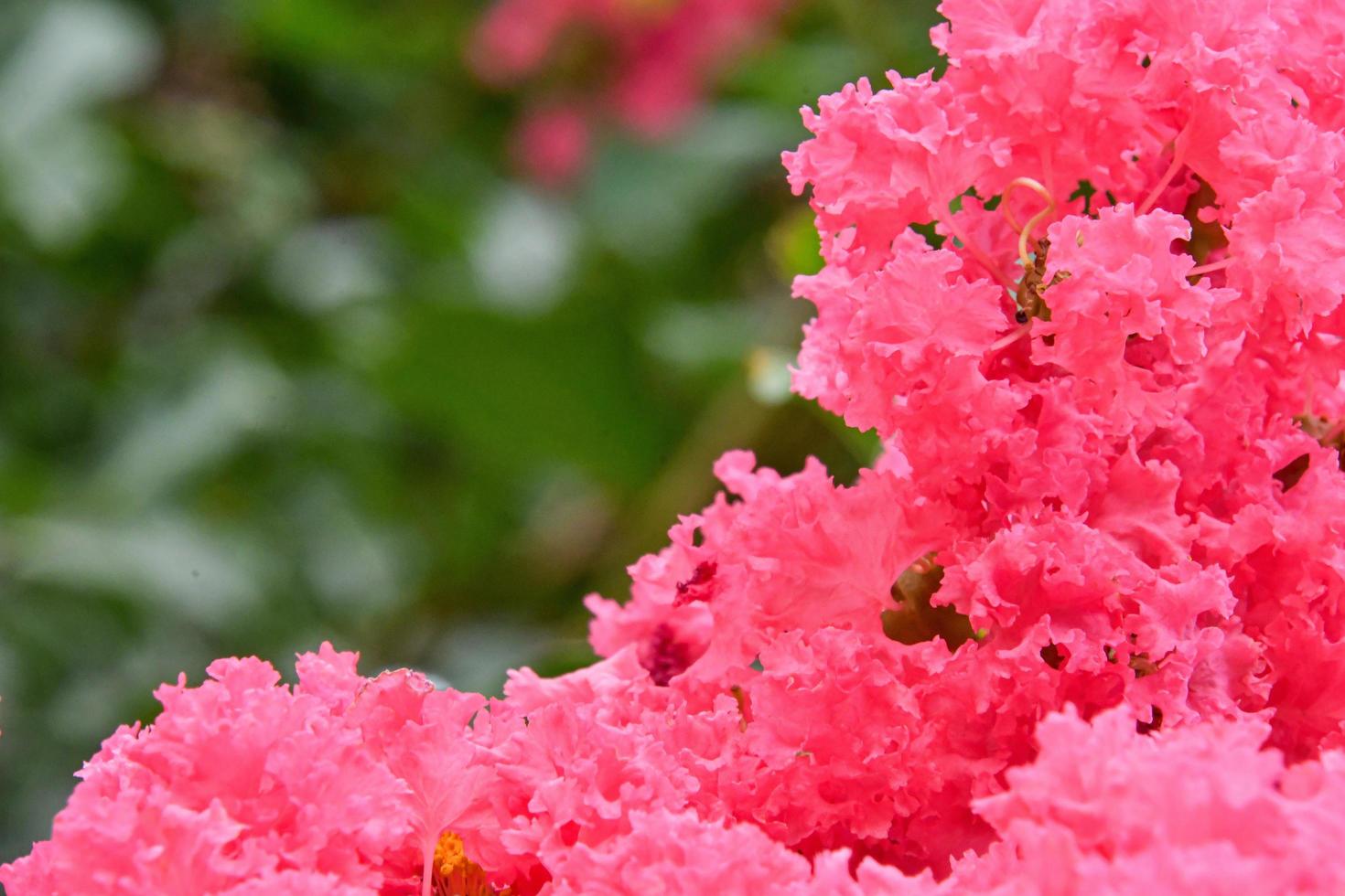 Pink Flower Bush On Dark Green Background photo