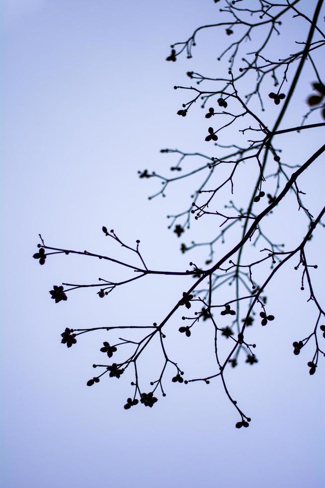 Brunches Silhouette Against The Sky photo