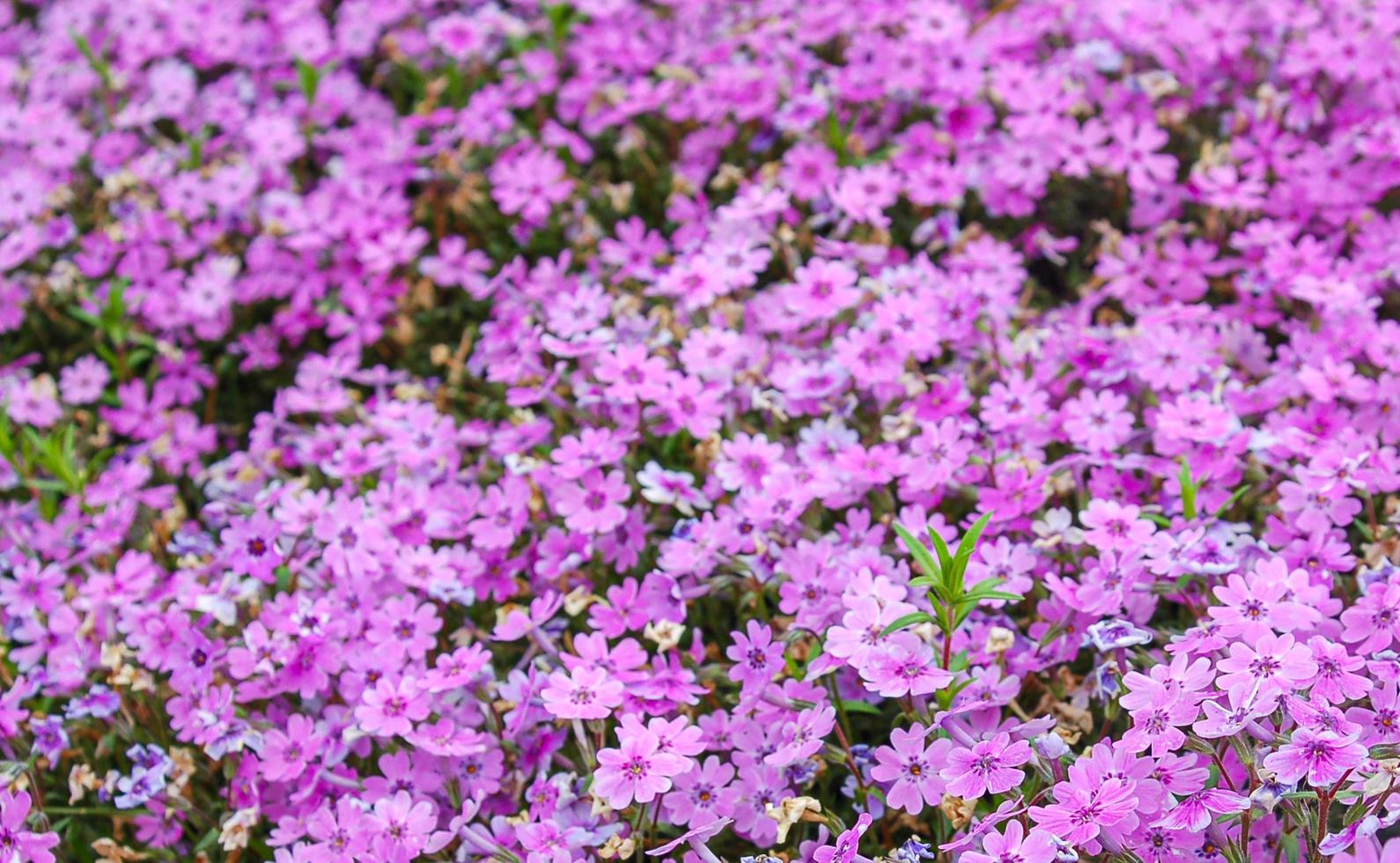 Purple Gentian Flowers Background Pattern photo