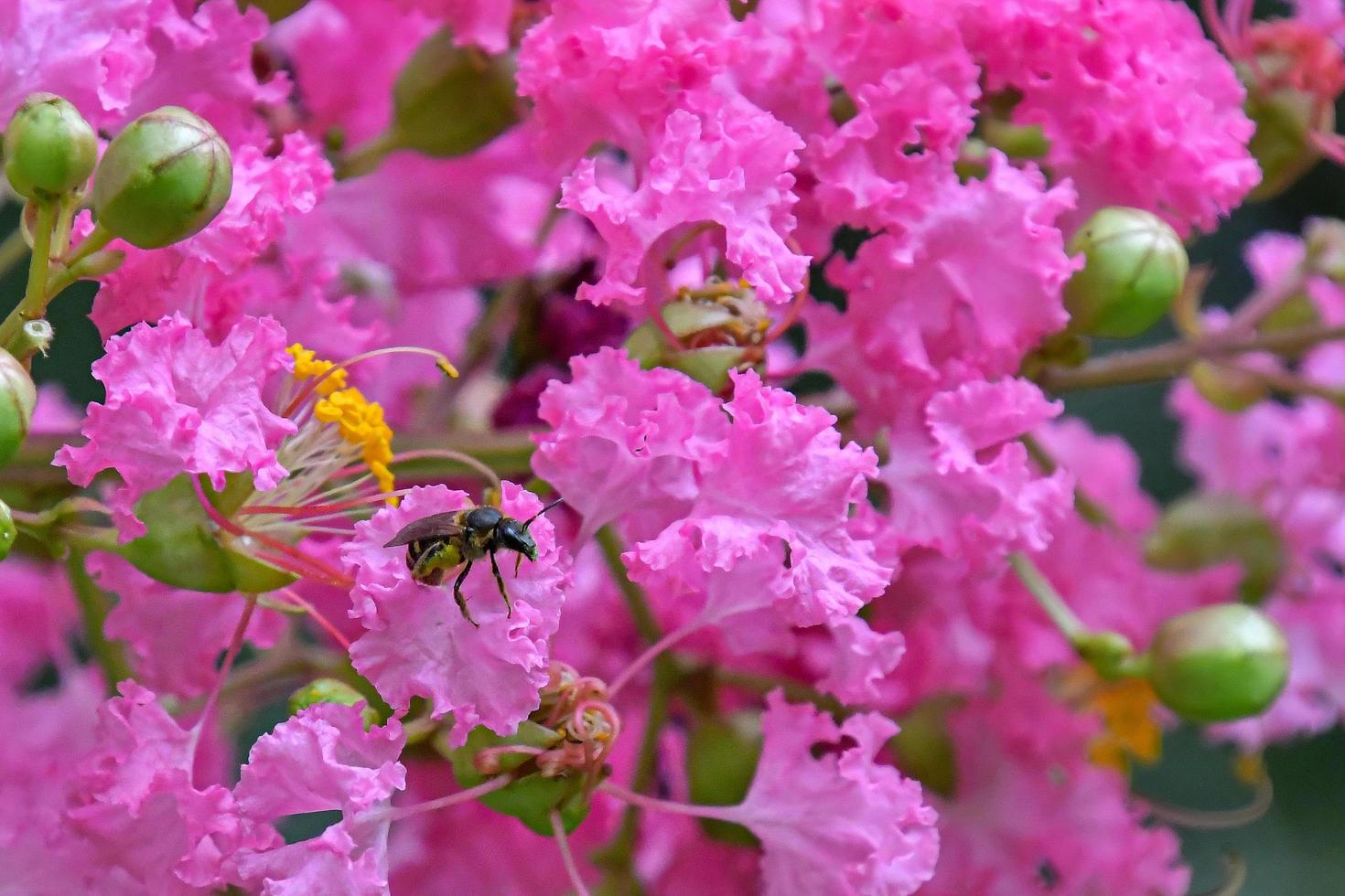 Pink Flower Bush With A Bee photo