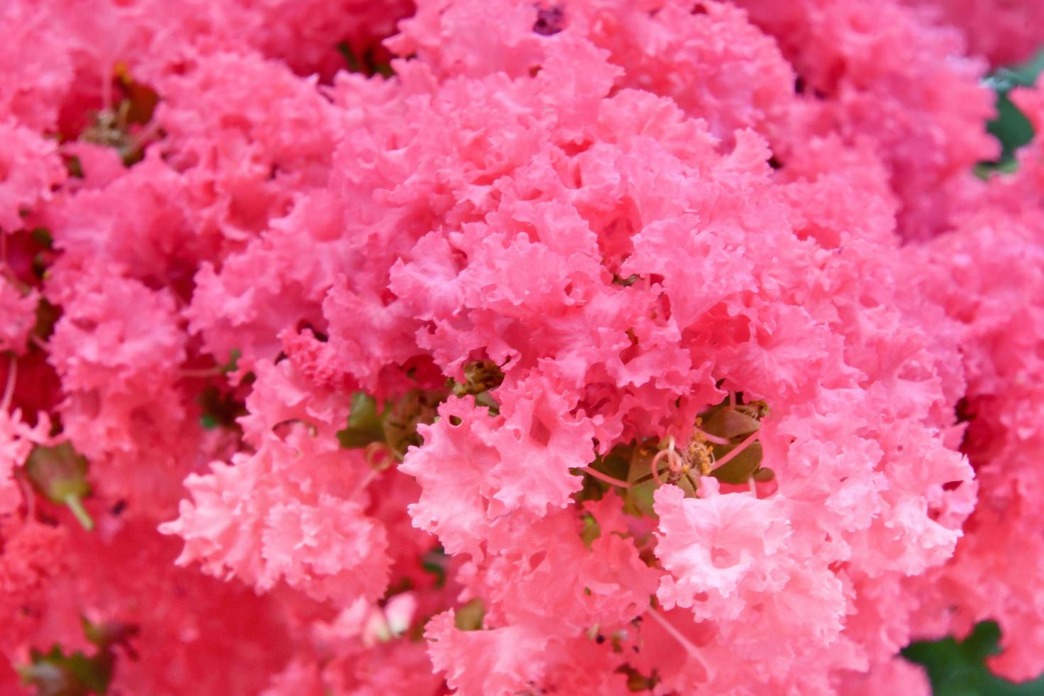 Pink Flower Bush Background 10632312 Stock Photo at Vecteezy