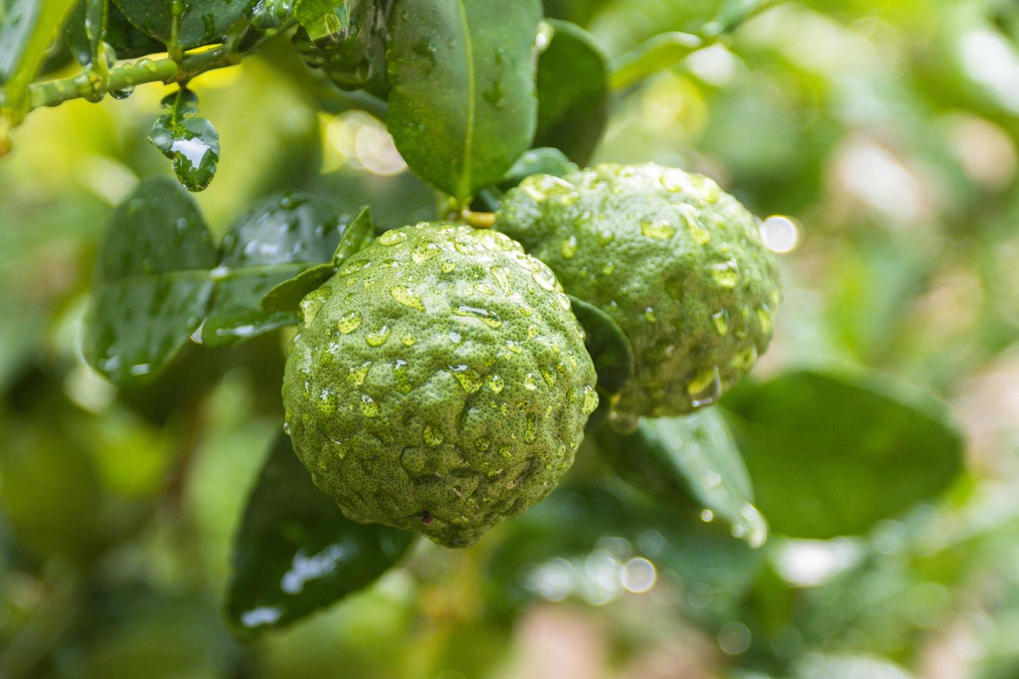 Fresh Bergamots and leaves on tree with water drops on them fruity,   with herbaceous bergamia Aroma photo