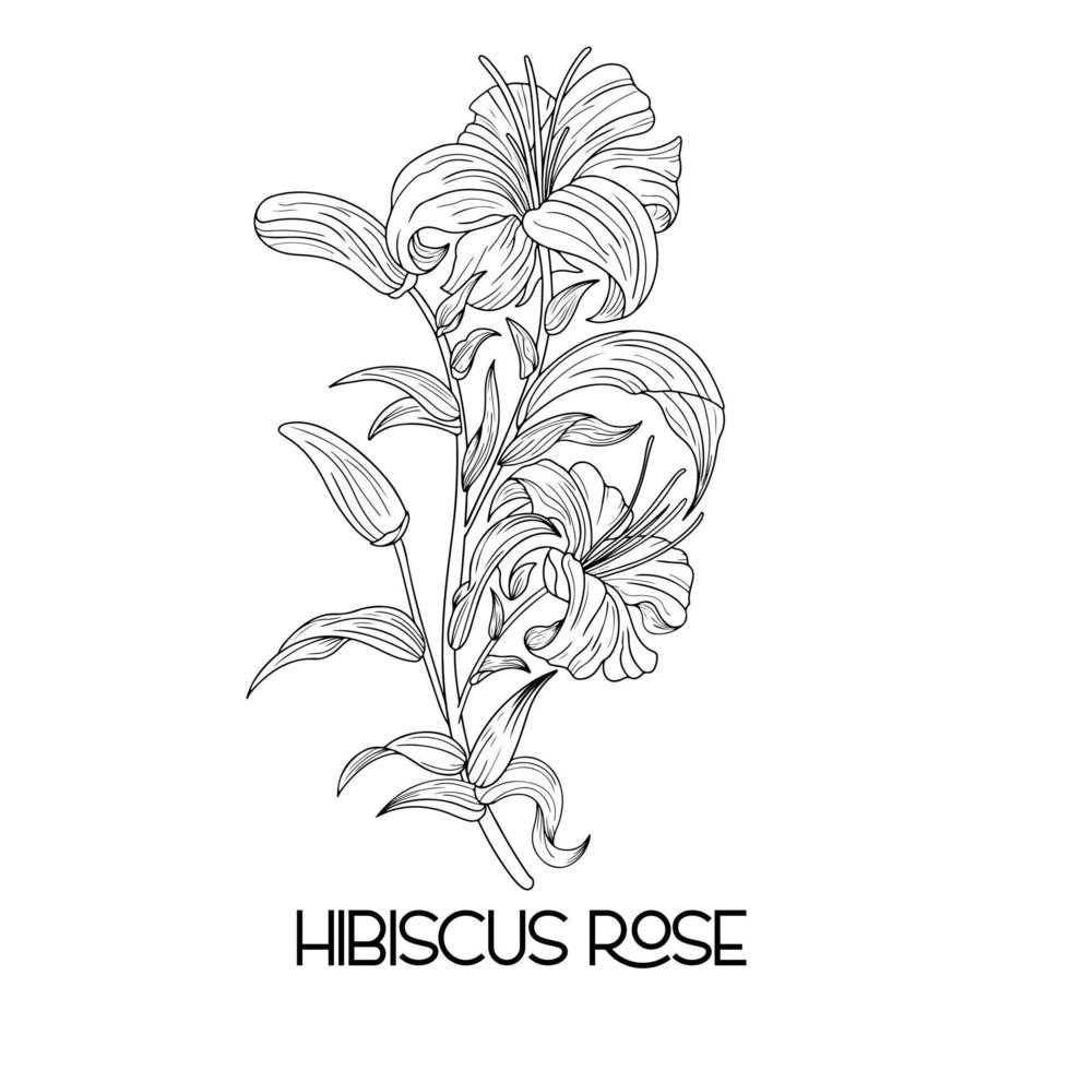 hand drawn Hibiscus flower illustration Vector outline. poppy, daffodils, tulip, sunflower, daisy. Hawaiian Hibiscus Fragrance Flower or Mallow Chenese Rose.