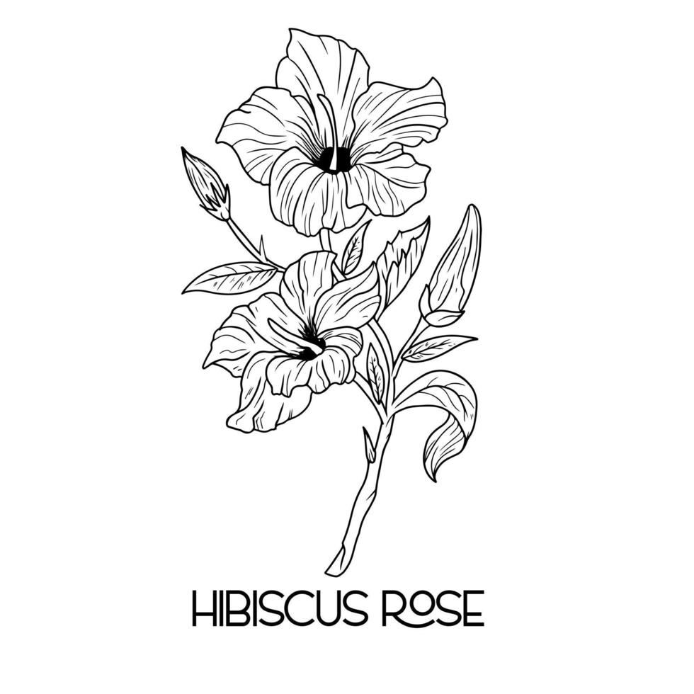 hand drawn Hibiscus flower illustration Vector outline. poppy, daffodils, tulip, sunflower, daisy. Hawaiian Hibiscus Fragrance Flower or Mallow Chenese Rose.