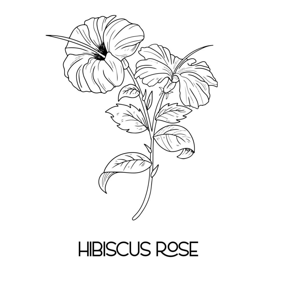 hand drawn Hibiscus flower illustration Vector outline. poppy, daffodils, tulip, sunflower, daisy. Hawaiian Hibiscus Fragrance Flower or Mallow Chenese Rose.