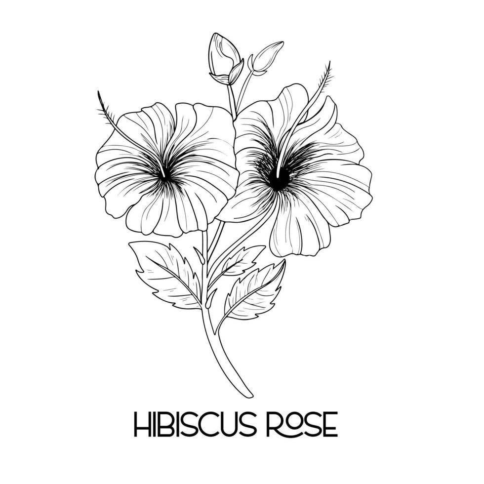 hand drawn Hibiscus flower illustration Vector outline. poppy, daffodils, tulip, sunflower, daisy. Hawaiian Hibiscus Fragrance Flower or Mallow Chenese Rose.