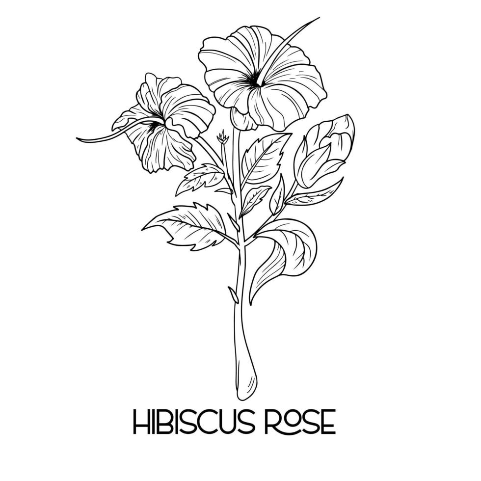 hand drawn Hibiscus flower illustration Vector outline. poppy, daffodils, tulip, sunflower, daisy. Hawaiian Hibiscus Fragrance Flower or Mallow Chenese Rose.