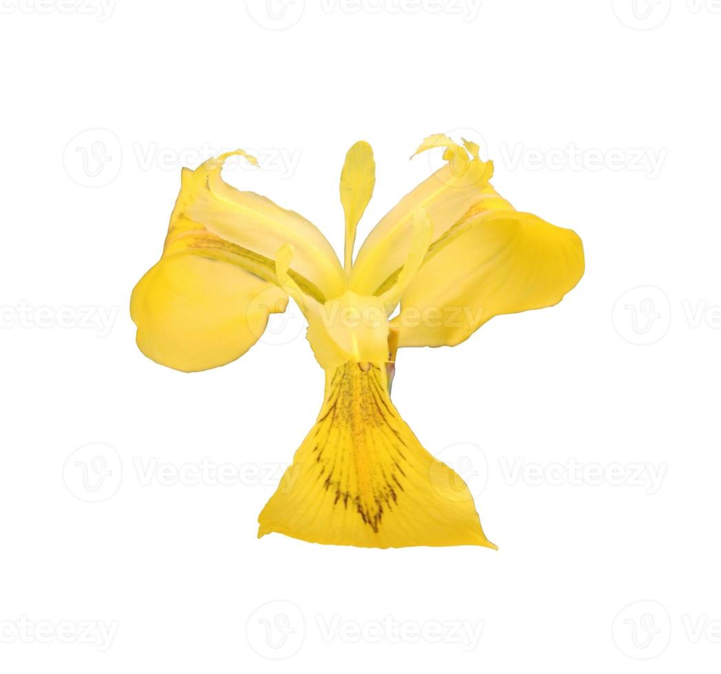 Yellow iris flower close up photo