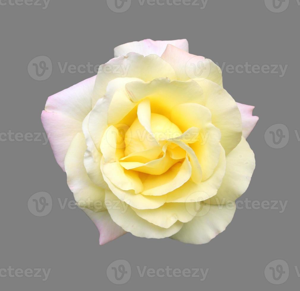 Flower rose close up isolated photo
