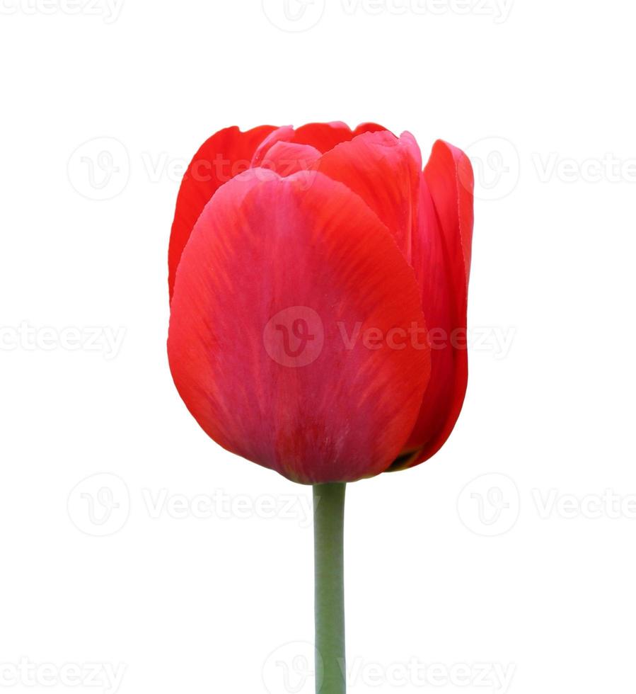 red Tulip isolated on white background photo