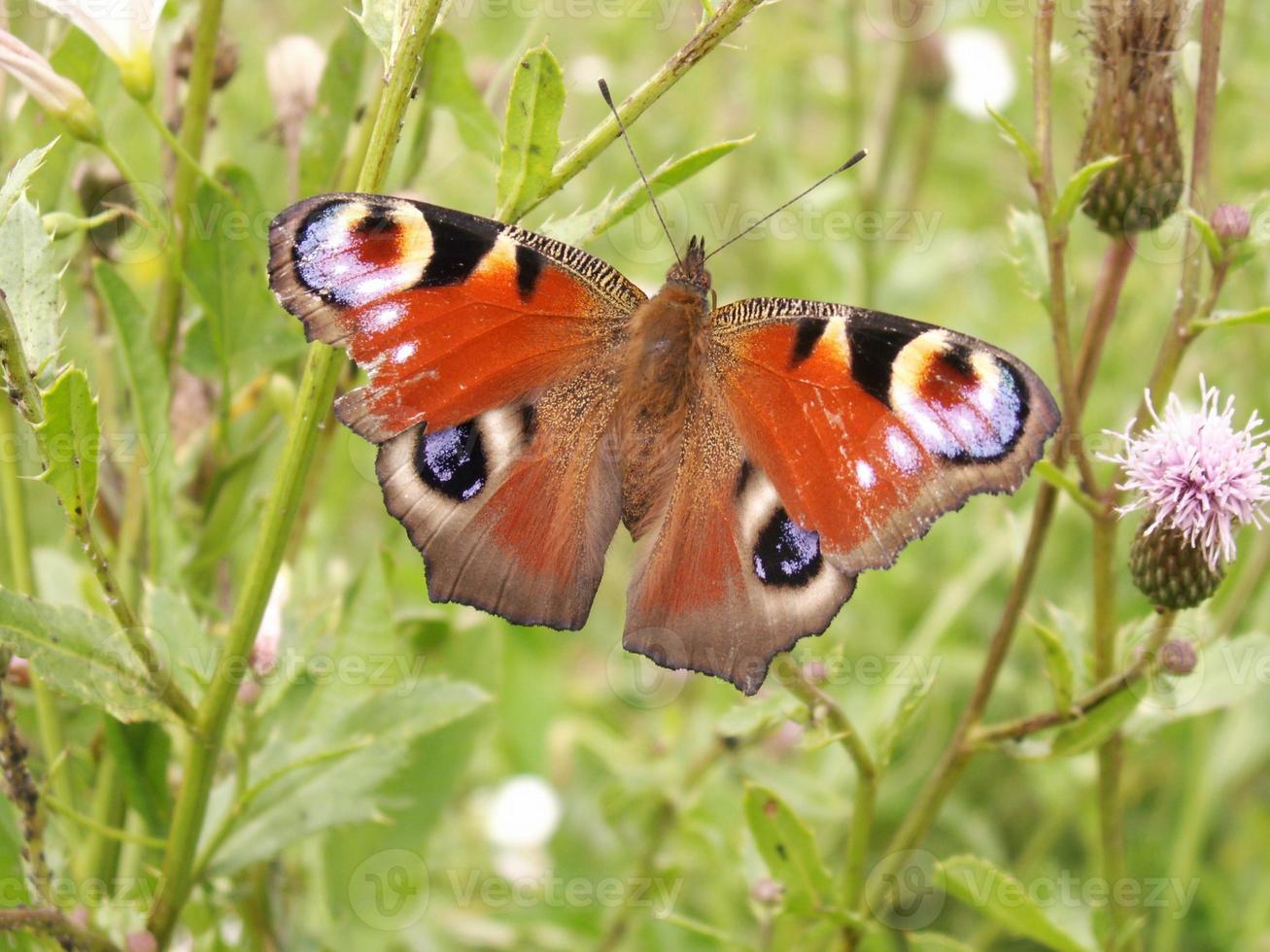 Butterfly close up on green photo