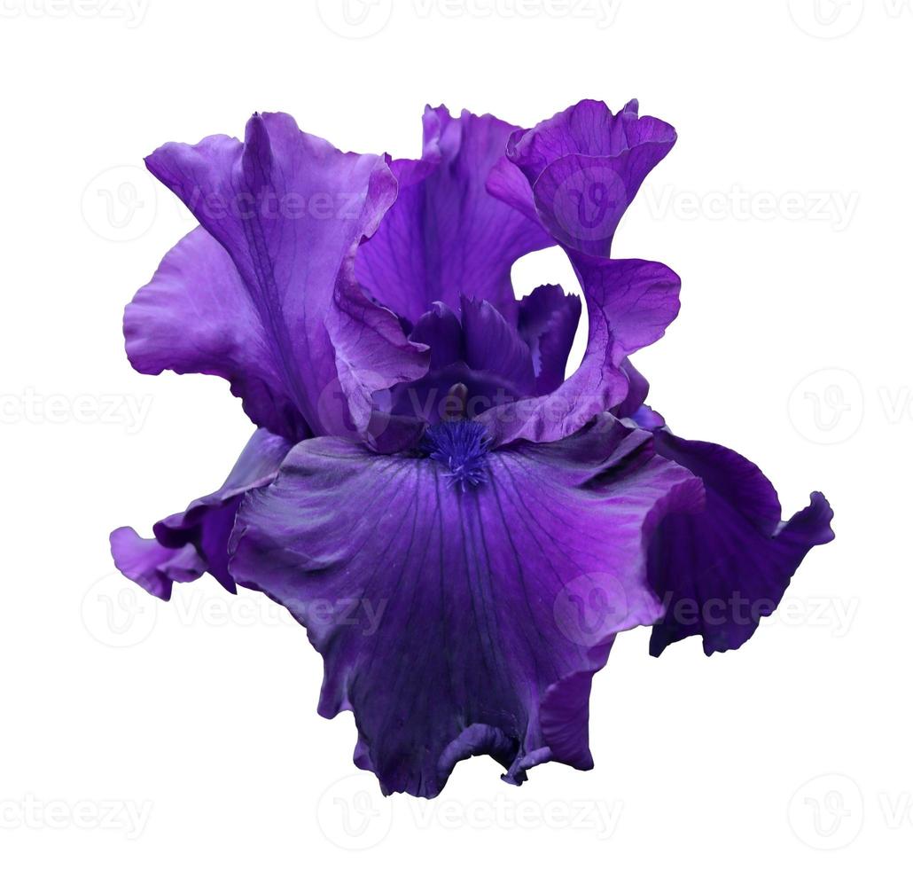 iris close-up, isolated flower on white background photo