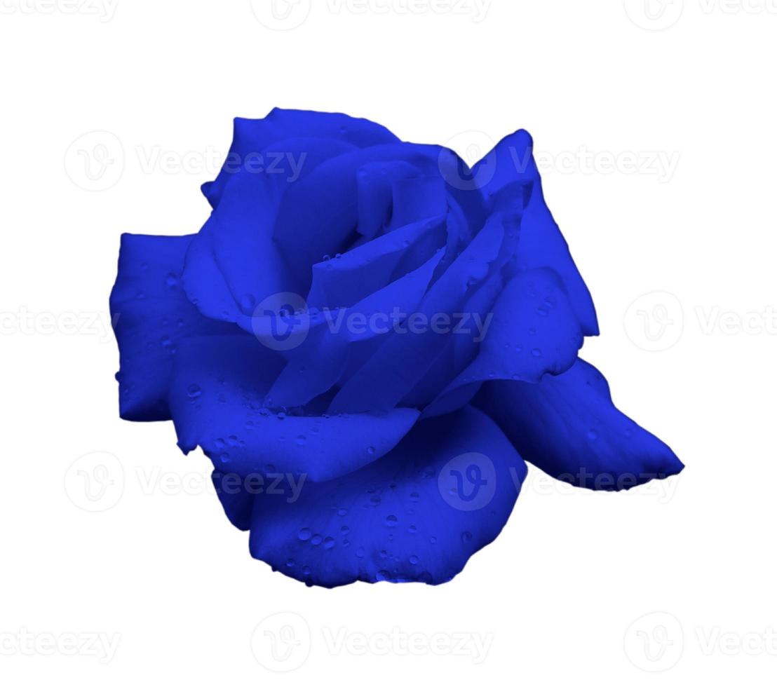Flower rose close up isolated photo