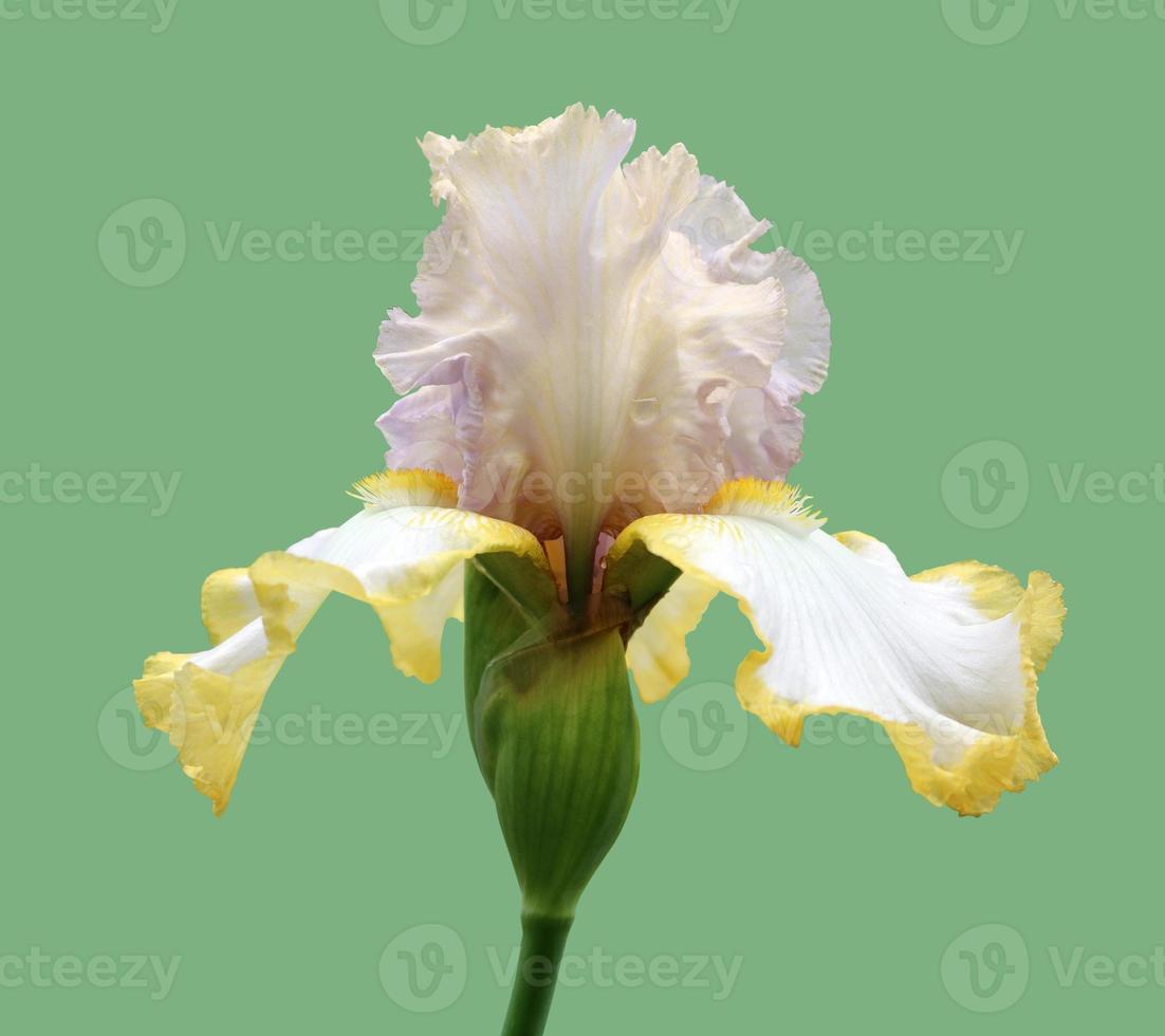 iris close-up, isolated flower on white background photo