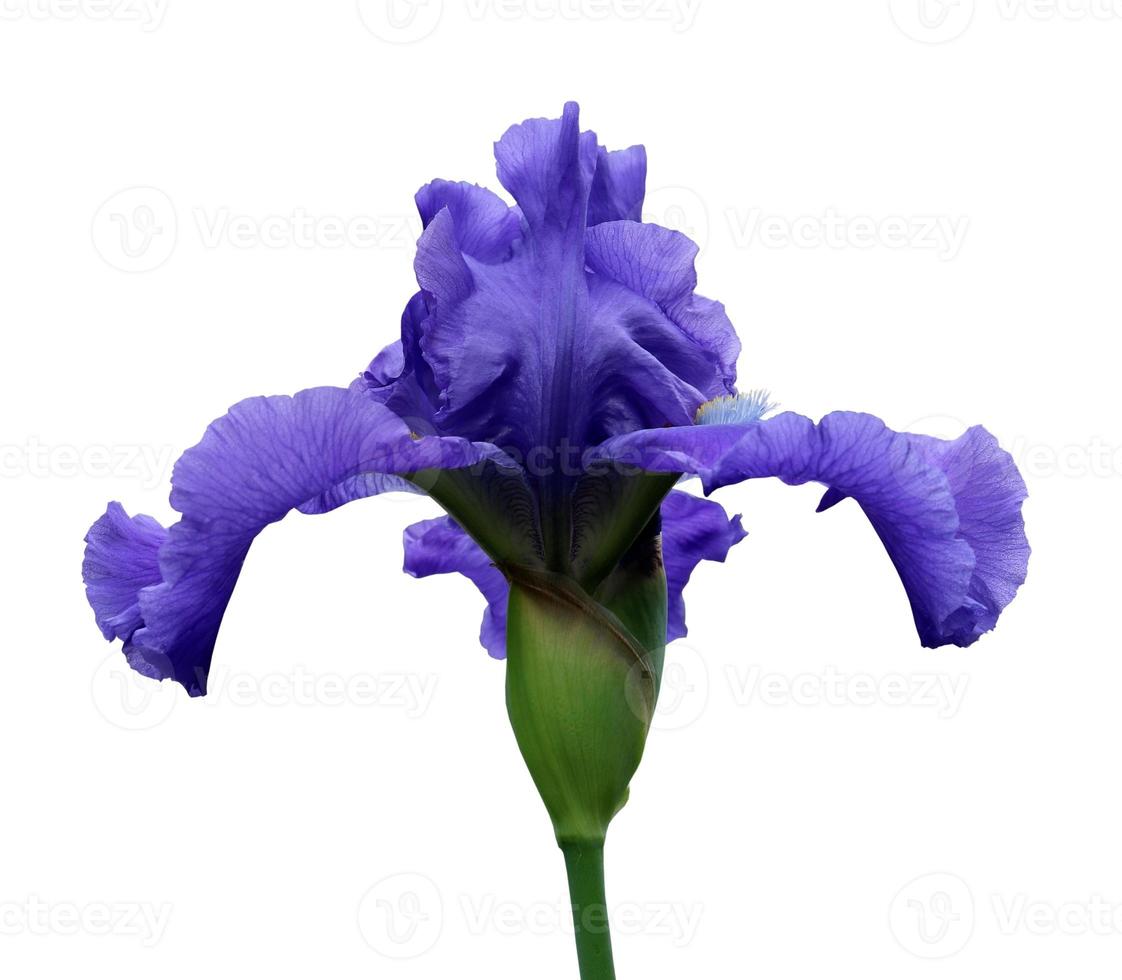 iris close-up, isolated flower on white background photo