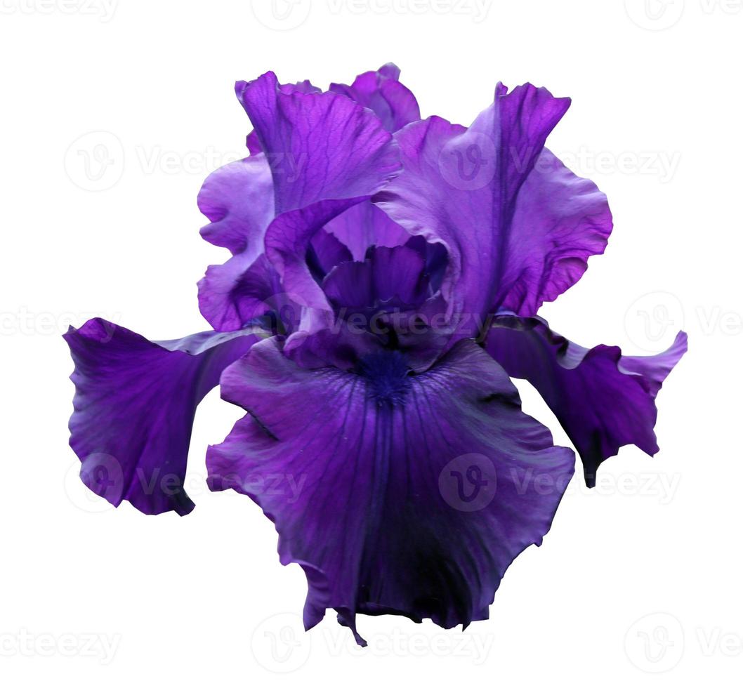 iris close-up, isolated flower on white background photo