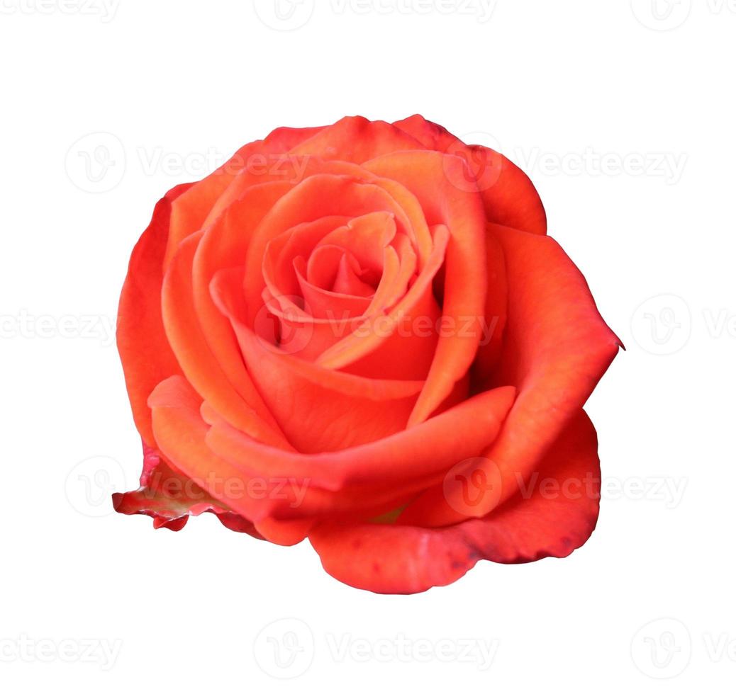 Red rose close up photo