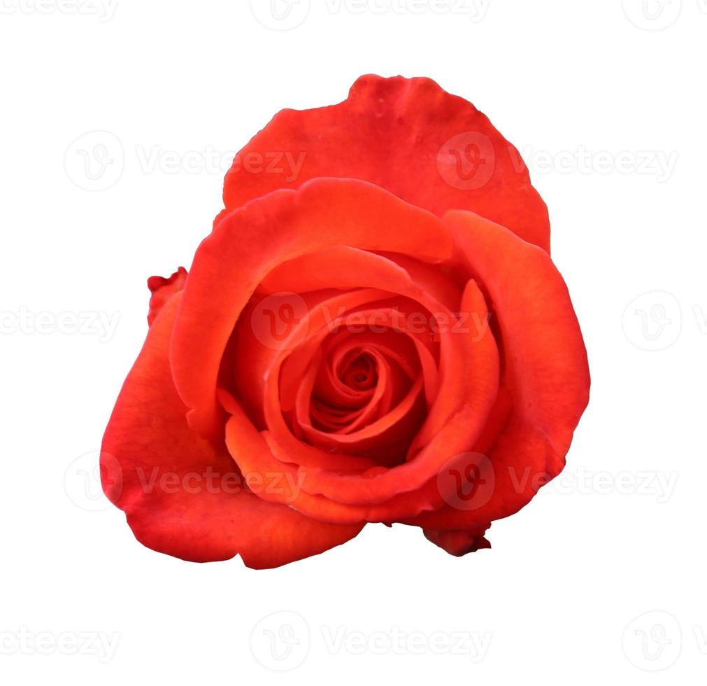 Red rose close up photo