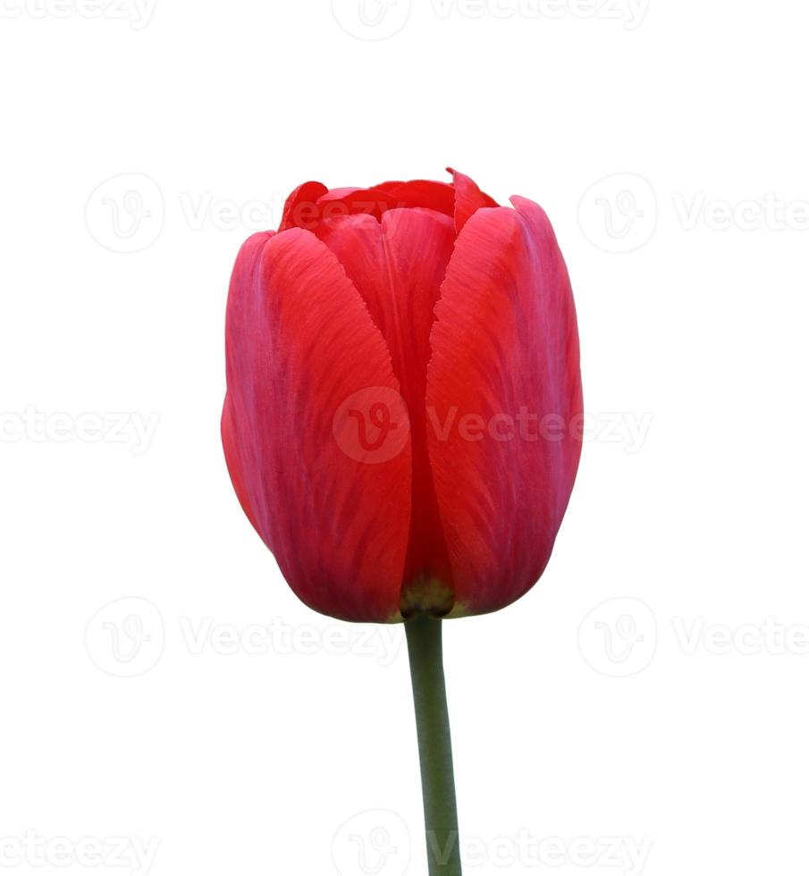 red Tulip isolated on white background photo