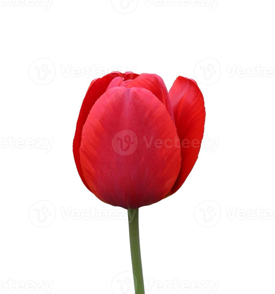red Tulip isolated on white background photo