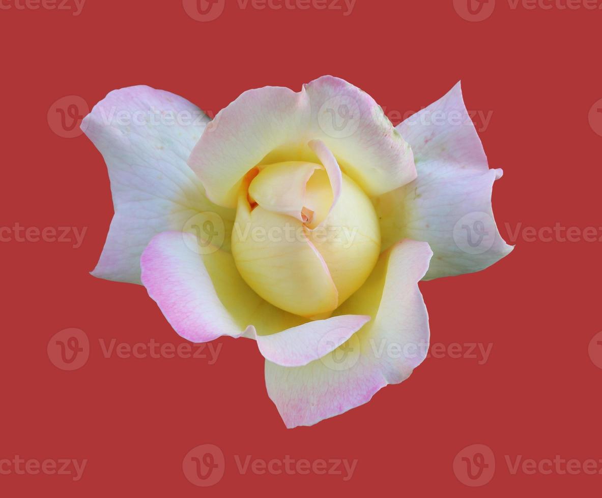 rose Gloria day. Beautiful blooming rose isolated on red background close-up photo
