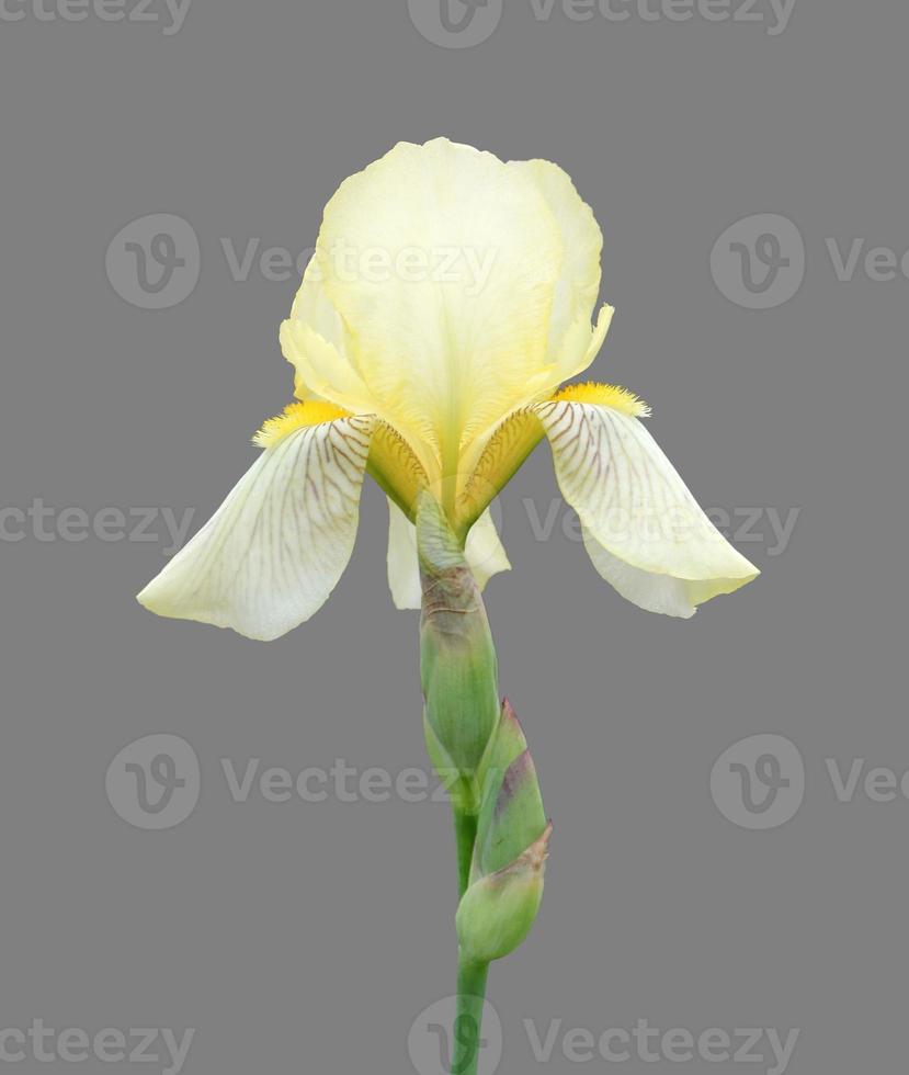 iris close-up, isolated flower on white background photo