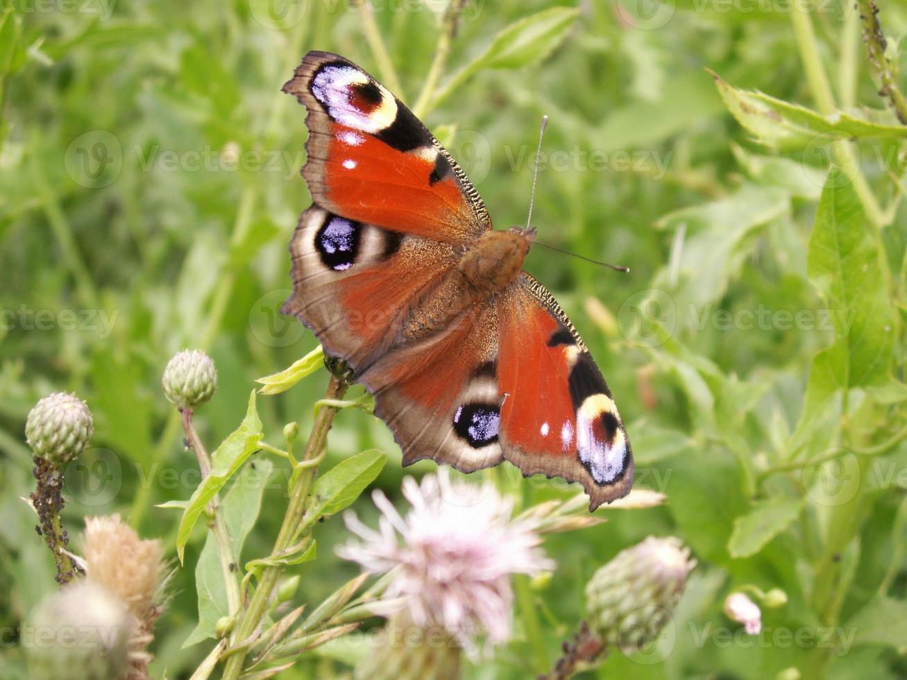 Butterfly close up on green photo