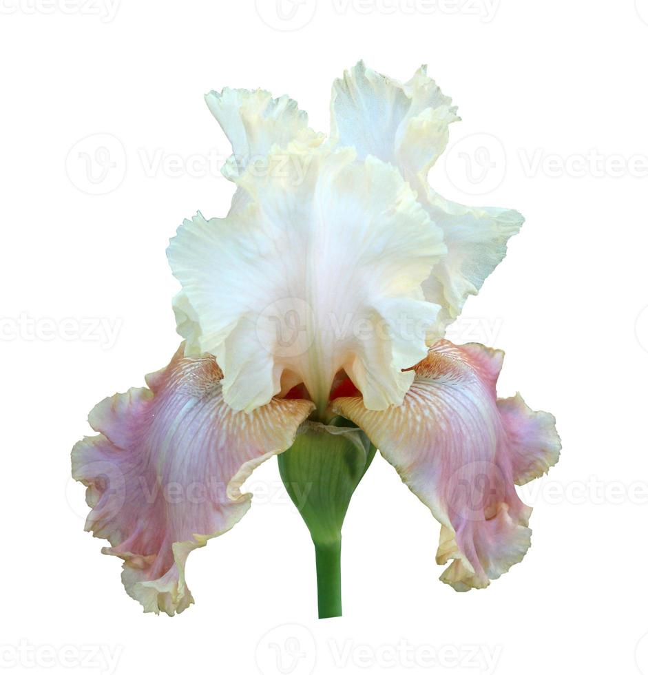 iris close-up, isolated flower on white background photo