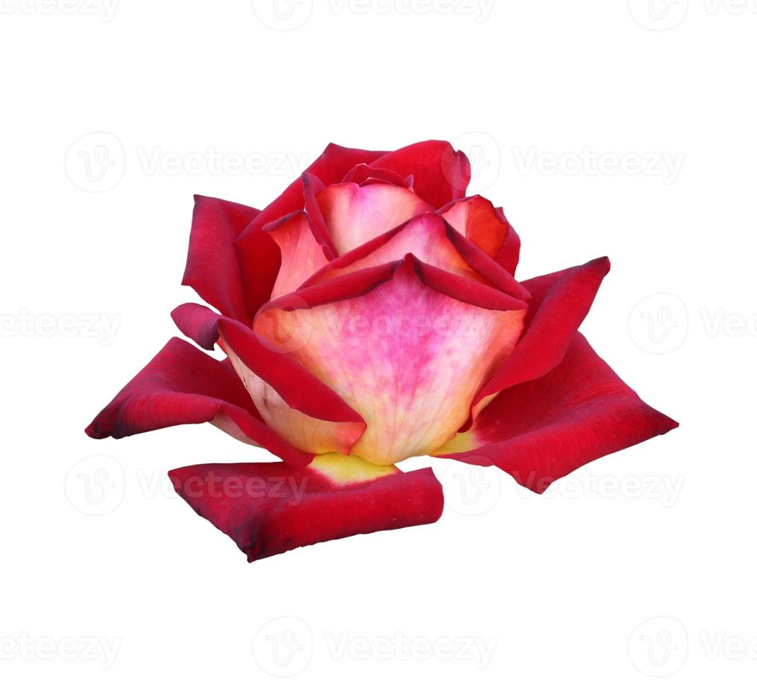 red-rose-close-up-10634181-stock-photo-at-vecteezy